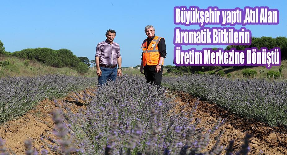 Büyükşehir yaptı, atıl alan aromatik bitkilerin üretim merkezine dönüştü