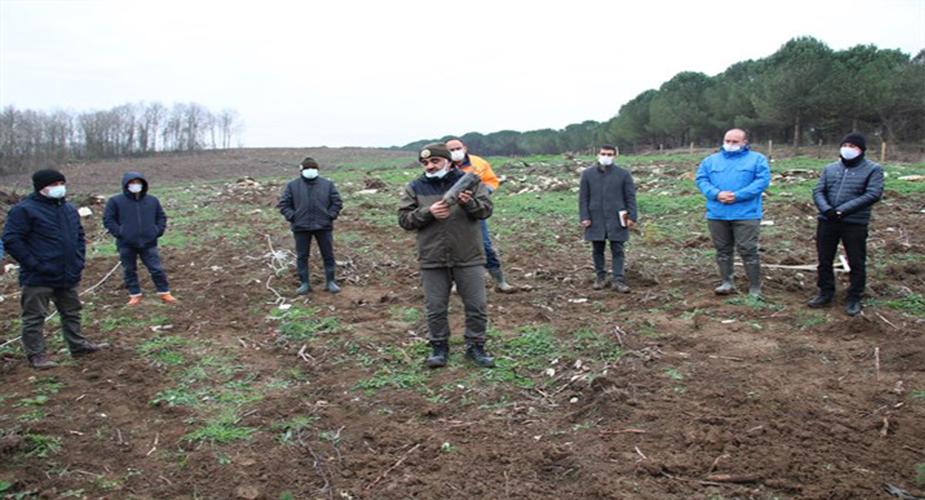 Doğal Ormanların Sigortası Endüstriyel Ağaçlandırmalar