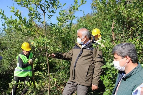 Defne Üretiminde Hedefi Yükselttik
