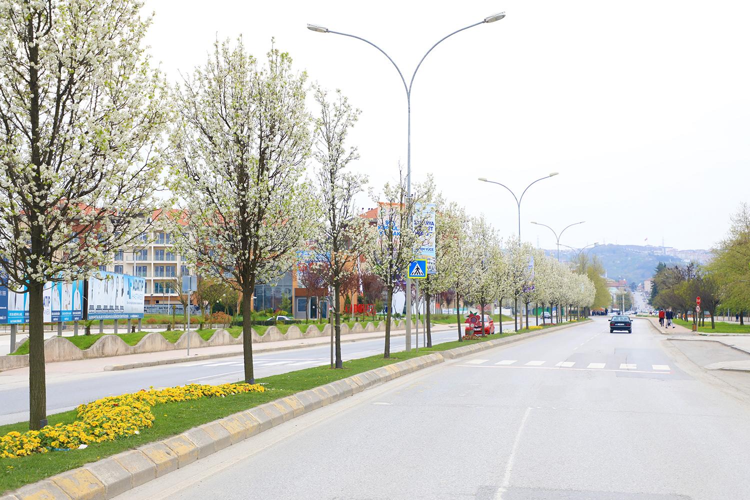 Çiçek Açan Ağaçlar Görsel Şölen Sunuyor