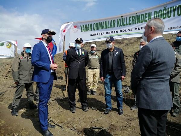 Taraklı’da Yanan Ormanlar Küllerinden Yeniden Doğuyor