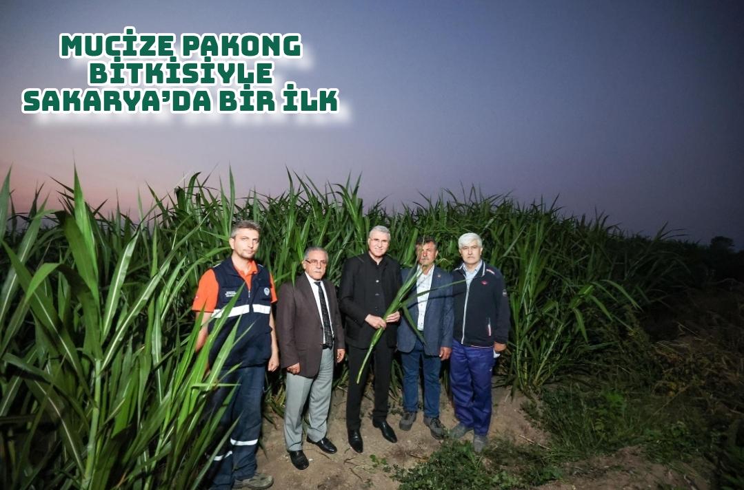 Mucize “pakong