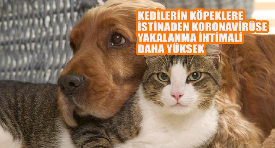 Kedilerin koronavirüse yakalanma ihtimali köpeklerden daha yüksek