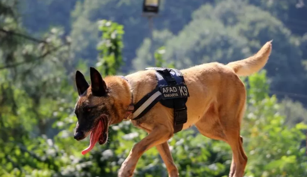 Altın burunlu köpekler Sakarya’da seçilecek  