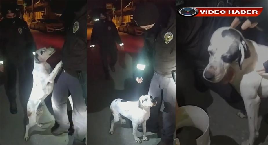 Köpeğin Kurtarılma Sonrası Bekçiye Teşekkürü Görülmeye Değerdi