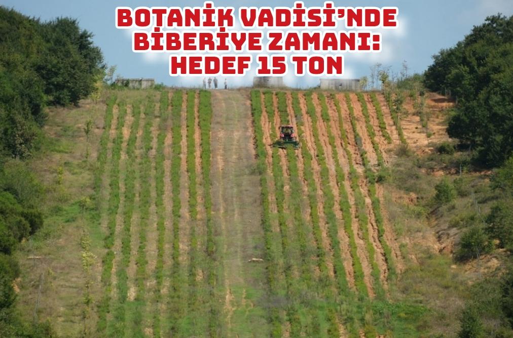 Botanik Vadisi’nde biberiye zamanı: Hedef 15 ton