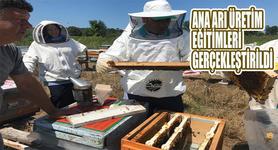 Ana arı üretimi eğitimleri gerçekleştirildi
