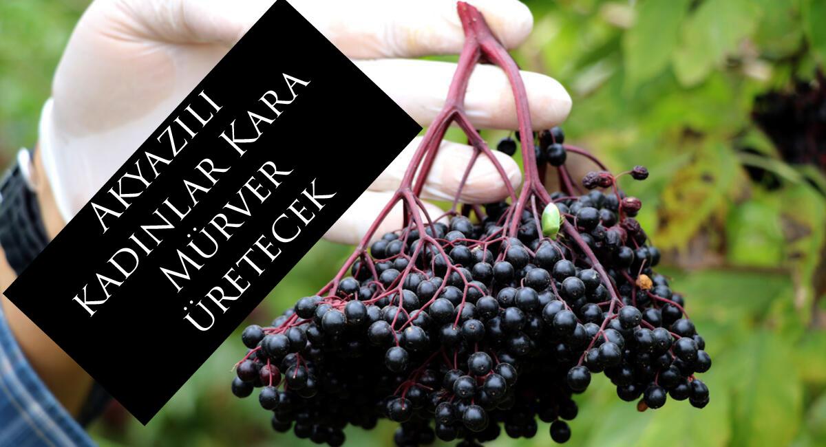 Akyazılı kadınlar Kara Mürver üretecek 