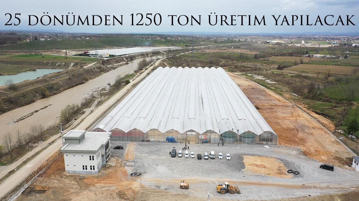 25 dönümden 1250 ton üretim yapılacak