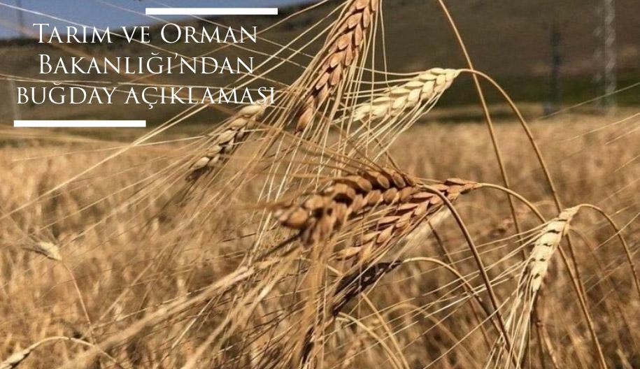Tarım ve Orman Bakanlığı’ndan buğday açıklaması  