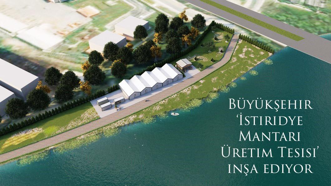 Büyükşehir ‘İstiridye Mantarı Üretim Tesisi’ inşa ediyor