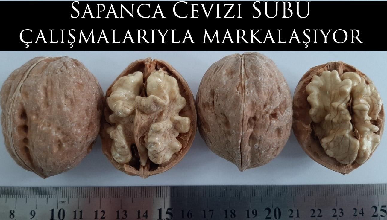 Sapanca Cevizi SUBÜ çalışmalarıyla markalaşıyor