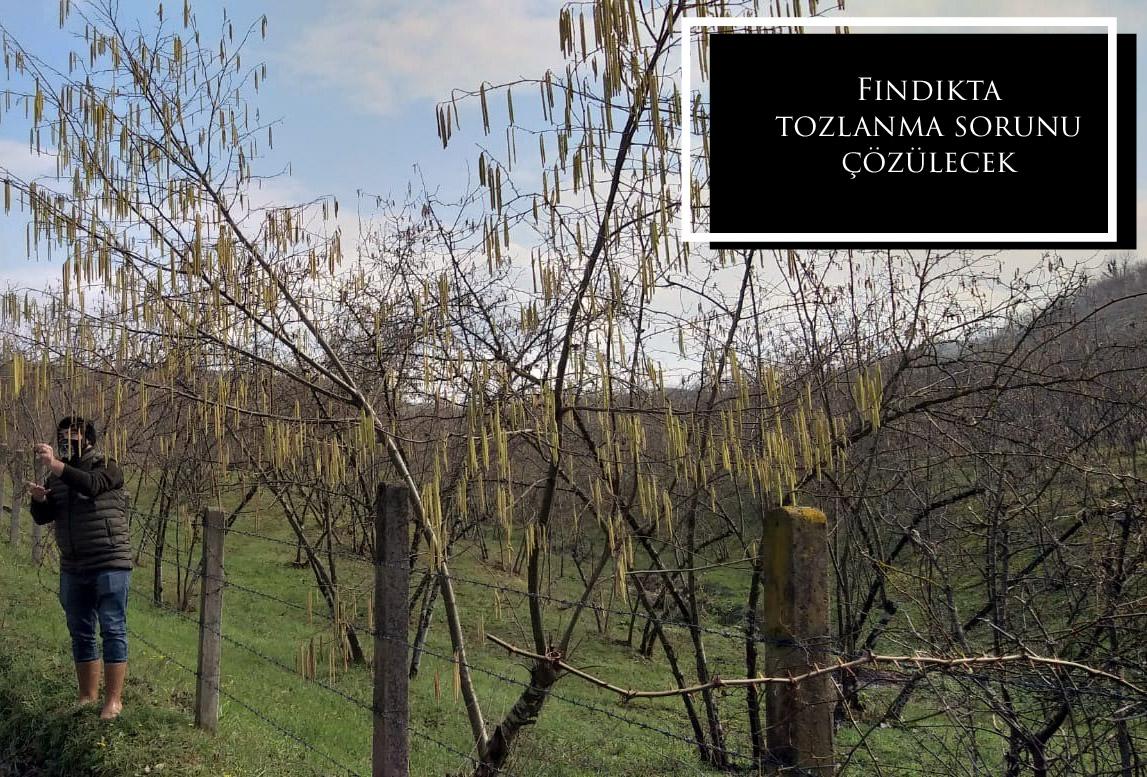 Fındıkta tozlanma sorunu çözülecek