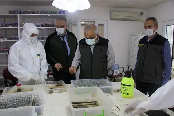 Biyolojik Mücadele Kapsamında Terminatör Böcekler Geyve Ormanlarına Bırakıldı
