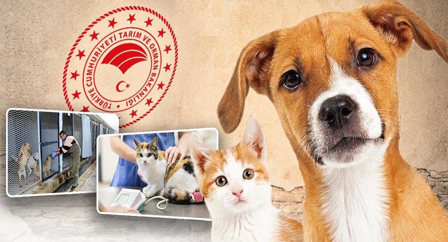 TARIM VE ORMAN BAKANLIĞI’NDAN SOKAK HAYVANLARI İÇİN 14 MİLYON LİRA ÖDENEK